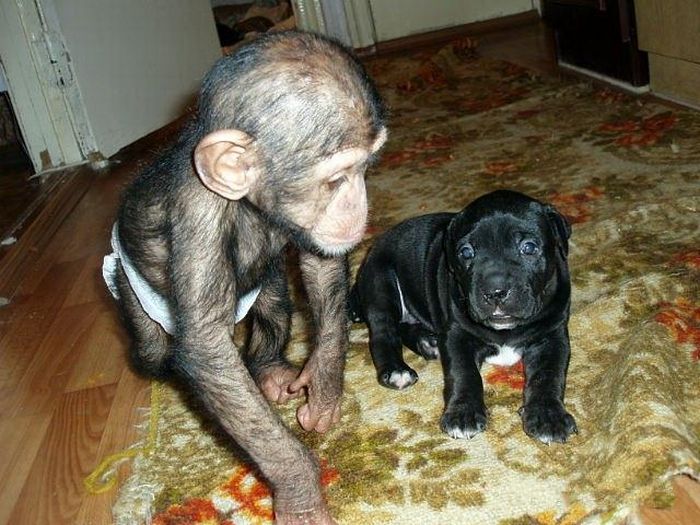 chimpanzee baby adopted by a mastiff dog