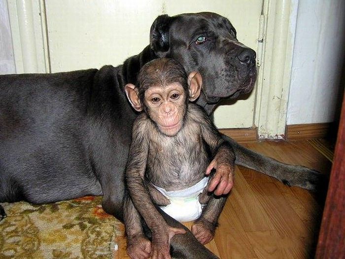 chimpanzee baby adopted by a mastiff dog