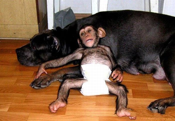chimpanzee baby adopted by a mastiff dog