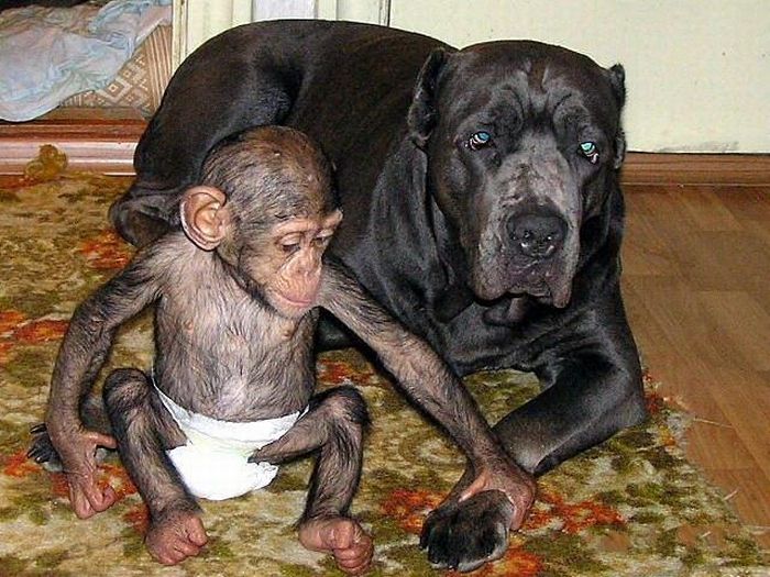 chimpanzee baby adopted by a mastiff dog