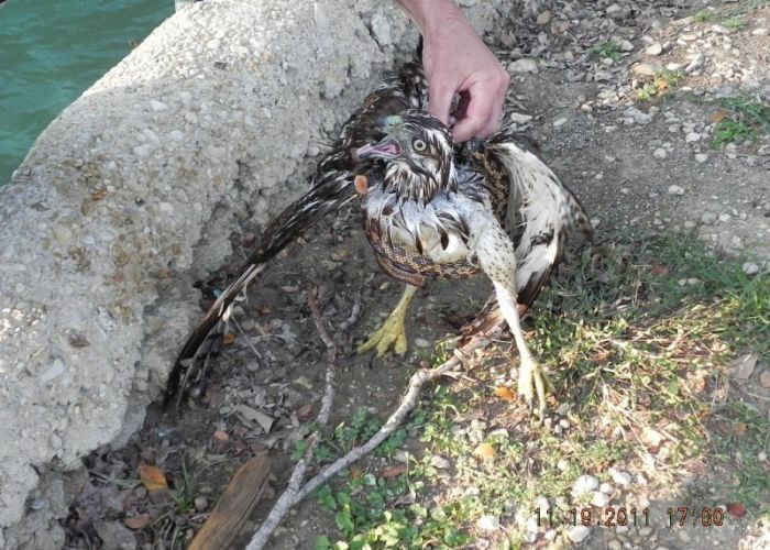 falcon against a snake