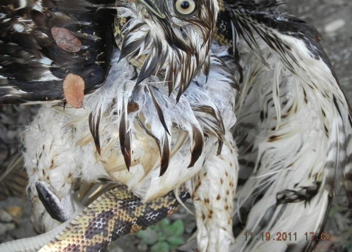 falcon against a snake