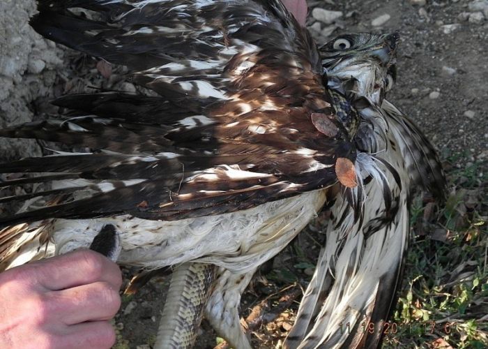 falcon against a snake