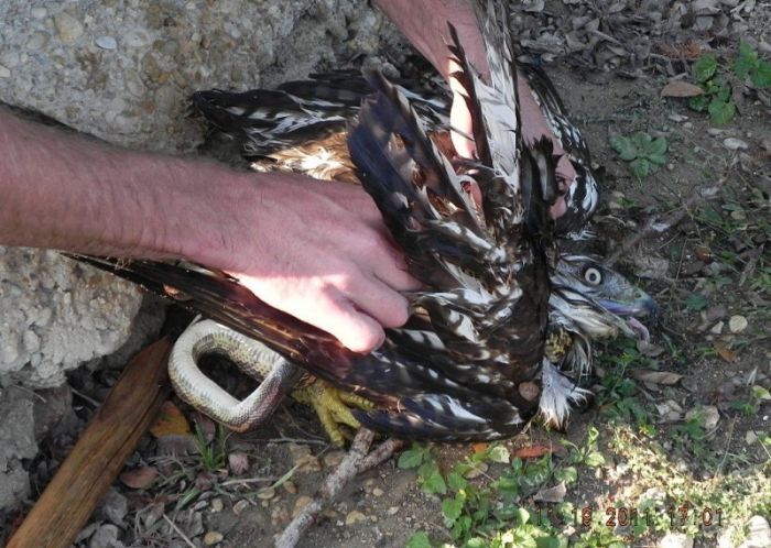 falcon against a snake