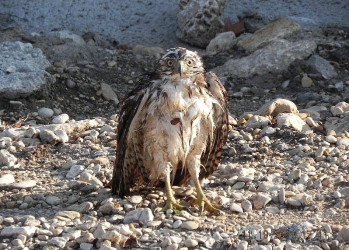 falcon against a snake