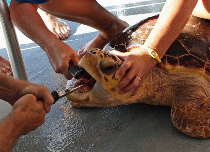 puffer fish against a sea turtle