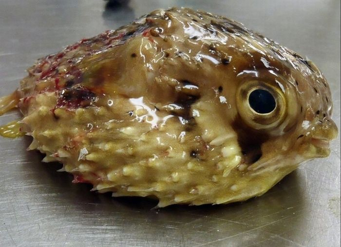 puffer fish against a sea turtle