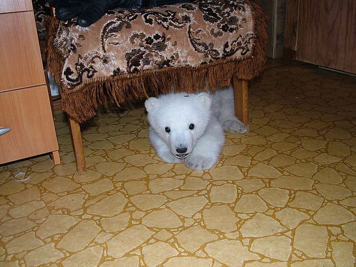 polar bear cub adopted by people