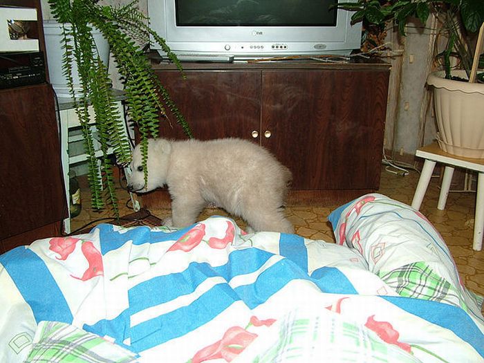 polar bear cub adopted by people