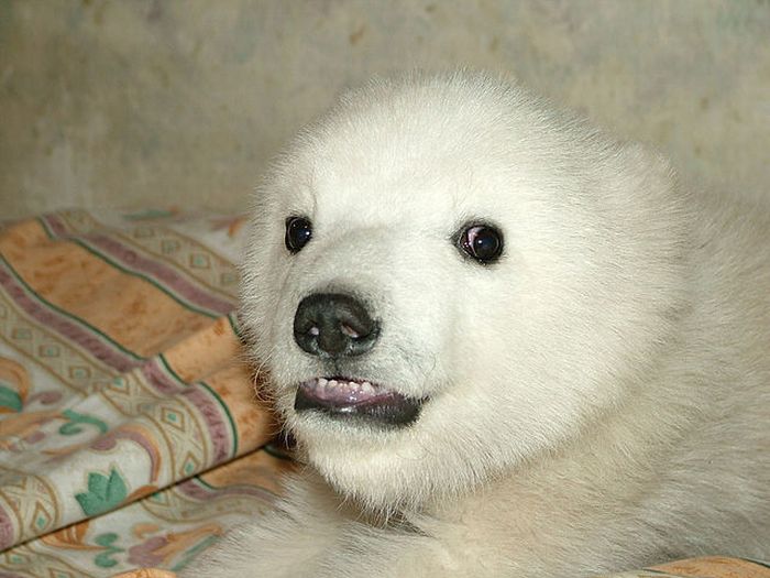 polar bear cub adopted by people