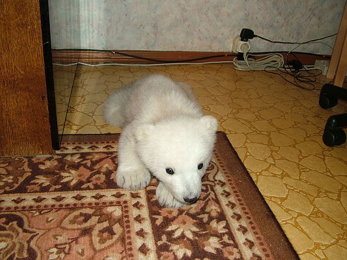 polar bear cub adopted by people