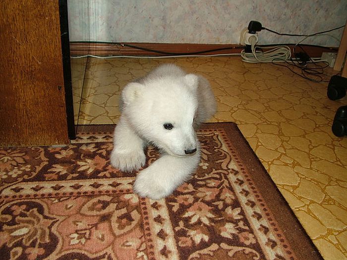 polar bear cub adopted by people