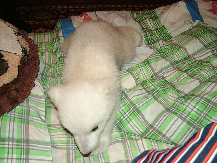 polar bear cub adopted by people