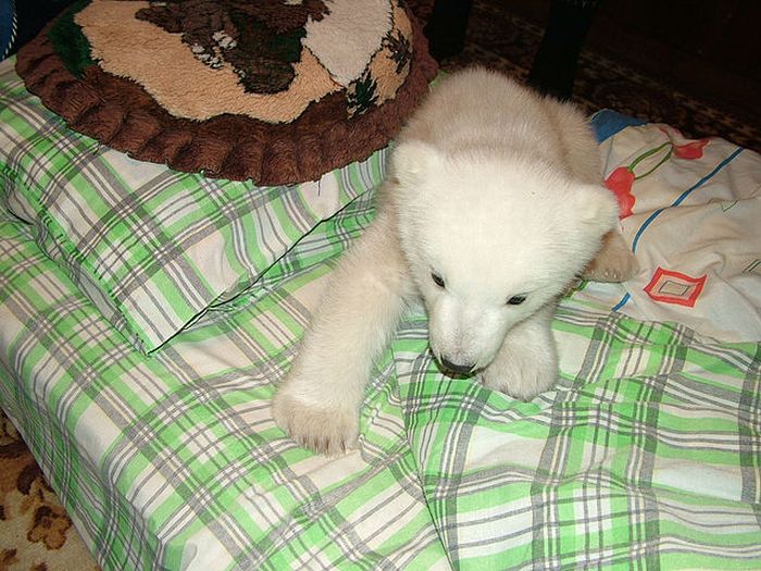 polar bear cub adopted by people