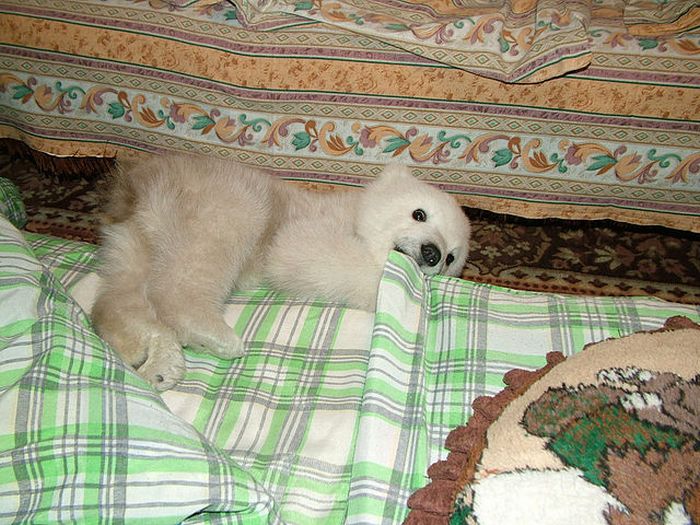 polar bear cub adopted by people