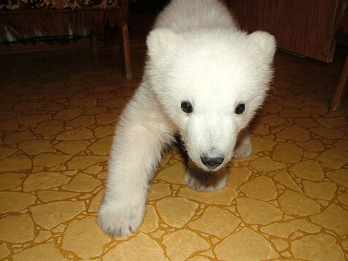 polar bear cub adopted by people