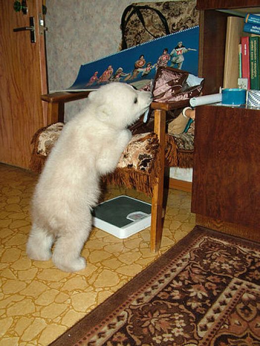 polar bear cub adopted by people