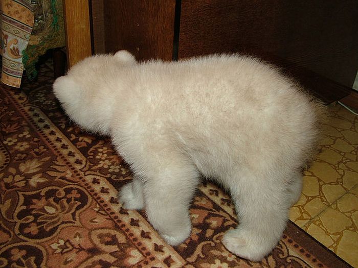 polar bear cub adopted by people