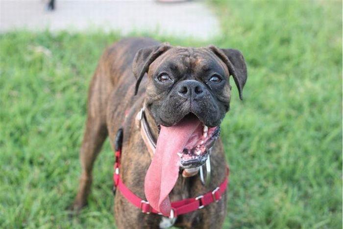 boxer dog with a long tongue