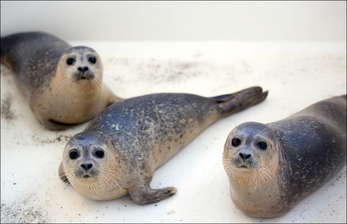 Baby seals rescued by people, Denmark