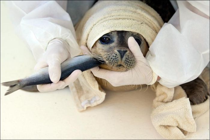 Baby seals rescued by people, Denmark