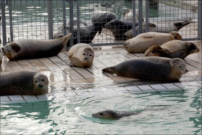 Baby seals rescued by people, Denmark