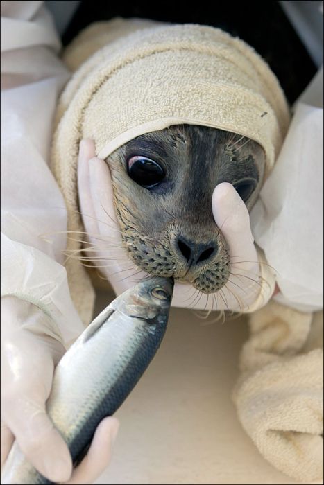 Baby seals rescued by people, Denmark