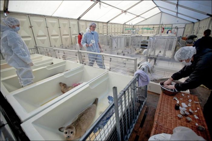 Baby seals rescued by people, Denmark