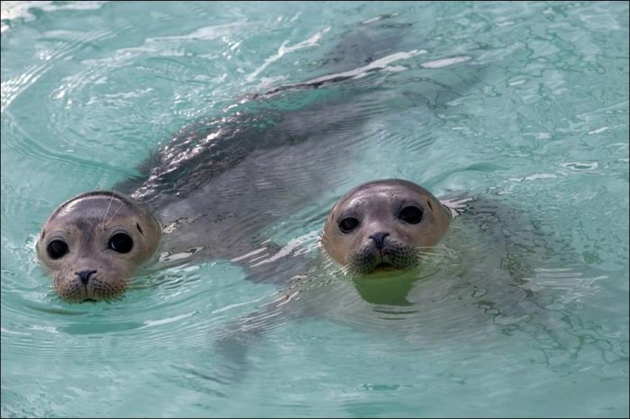 Baby seals rescued by people, Denmark