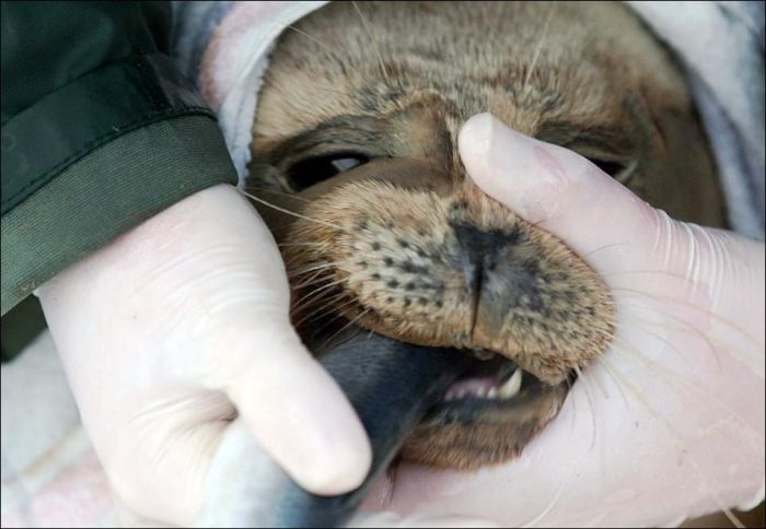 Baby seals rescued by people, Denmark