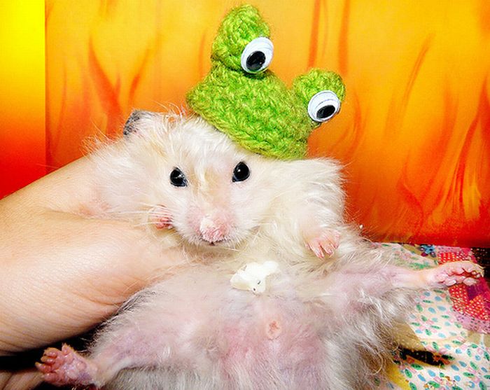 animals wearing a hat