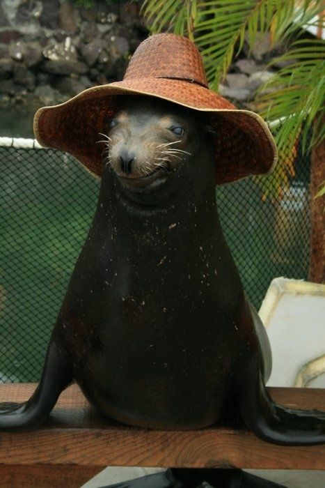 animals wearing a hat