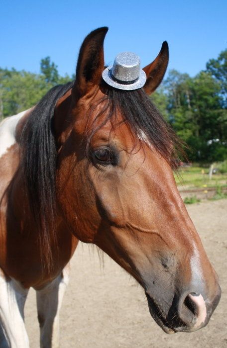 animals wearing a hat