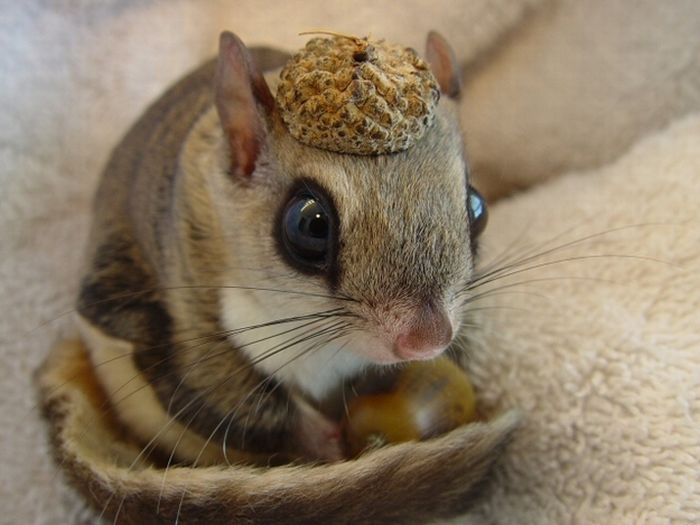 animals wearing a hat