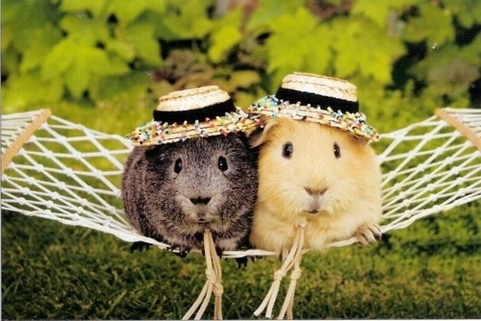 animals wearing a hat