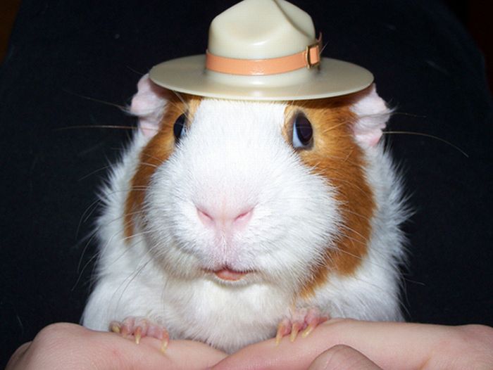 animals wearing a hat