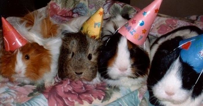 animals wearing a hat