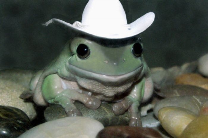 animals wearing a hat