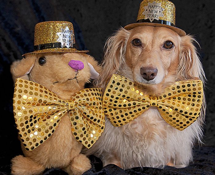 animals wearing a hat