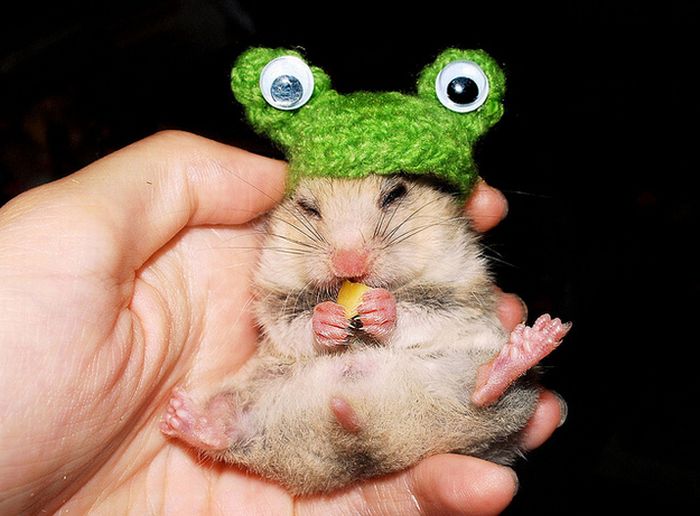 animals wearing a hat