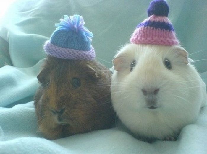 animals wearing a hat