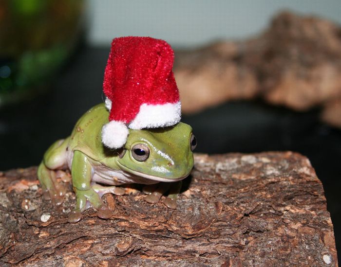 animals wearing a hat