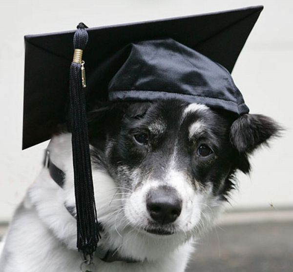 animals wearing a hat