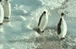 penguins animated