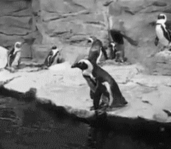 penguins animated