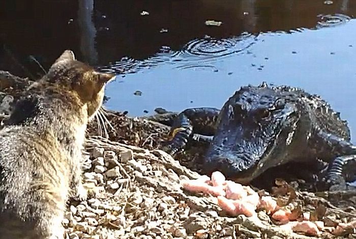 cat against an alligator