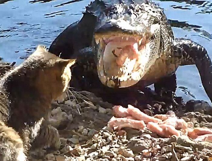 cat against an alligator