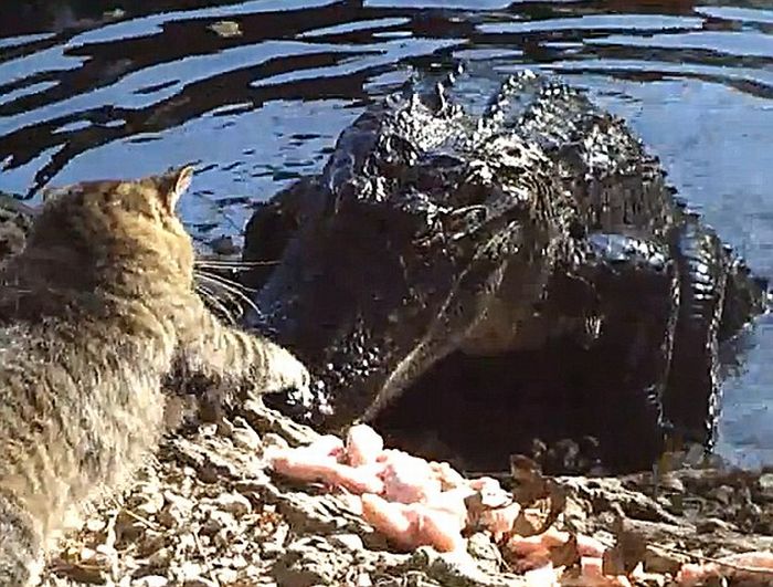 cat against an alligator