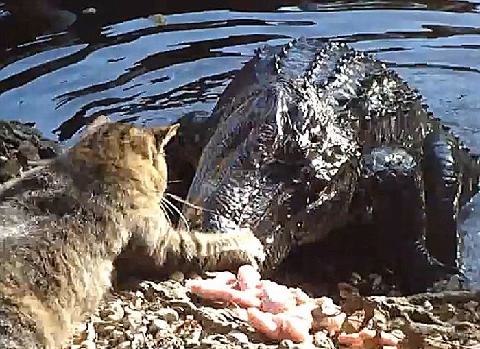 cat against an alligator
