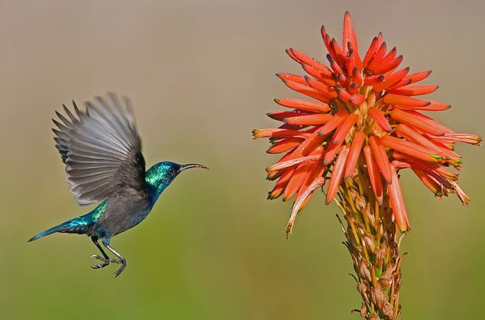 Birds by Yaki Zander